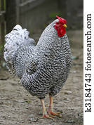 Rooster Standing Guard