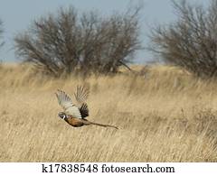 Escaping Pheasant Escaping Pheasant