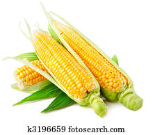 fresh corn vegetable with green leaves