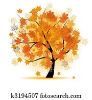 Maple tree, autumn leaf fall Maple tree, autumn leaf fall