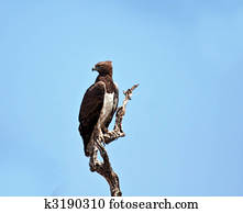 Martial Eagle sitting