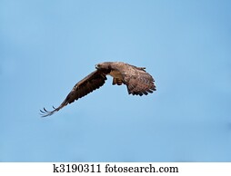 Martial Eagle swooping