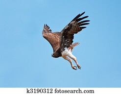 Martial Eagle swooping