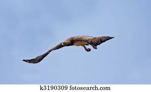 Martial Eagle swooping