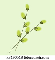 pussy-willow