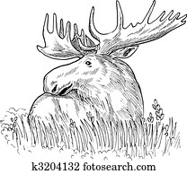 drawing illustration of a moose drawing illustration of a moose