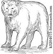 Brown Bear Illustrations | Our Top 1000+ Brown Bear Stock Art | Fotosearch