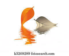 Leaf Leaf