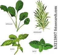 Herbs Herbs