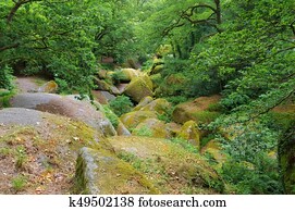 Huelgoat, floresta, le, menage, de, la, Vierge, em, brittany, frança