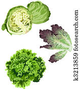 Lettuce Lettuce
