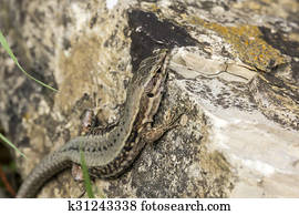 Common wall lizard from Germany
