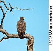 Martial Eagle sitting on a branch against a bright blue sky