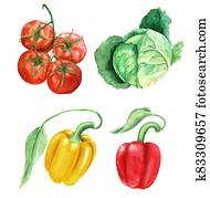 Set of vegetables vintage watercolor botanical illustration Set of vegetables vintage watercolor botanical illustration