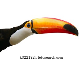 Toucan bird colorful in white background