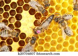 דבורה, מלכה, ו, דבש, תא