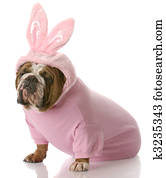 dog dressed up as easter bunny dog dressed up as easter bunny