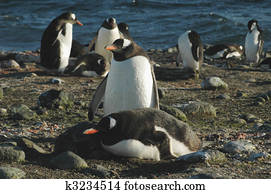 Gentoo penguins