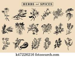Herbs and spices set. Hand drawn officinalis, medicinal, cosmetic plants. Botanical illustrations for tags. cards etc. Herbs and spices set. Hand drawn officinalis, medicinal, cosmetic plants. Botanical illustrations for tags. cards etc.