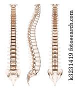 human spine human spine