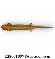 Mudpuppy Mudpuppy