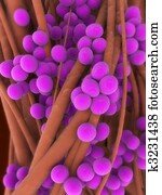 staphylococcus aureus 