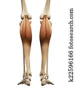 the gastrocnemius the gastrocnemius