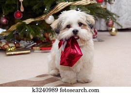 Lhasa apso puppy at Christmas Lhasa apso puppy at Christmas