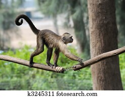 Monkey Monkey