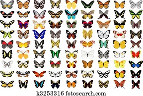 butterfly butterfly