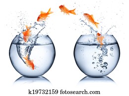 goldfish, -, mudança, conceito, isolado