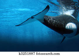 Killer whale underwater Killer whale underwater