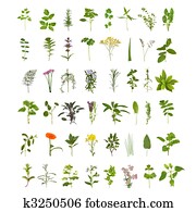 Large Herb Leaf and Flower Collection