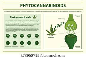 Phytocannabinoids horizontal infographic Phytocannabinoids horizontal infographic