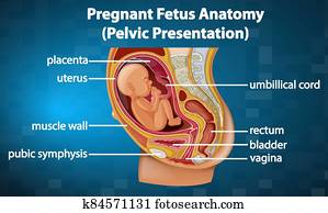 Pregnant fetus anatomy diagram Pregnant fetus anatomy diagram