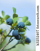Wild blueberries Wild blueberries