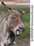 engraçado, burro engraçado, burro