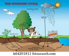 nitrogen cycle nitrogen cycle