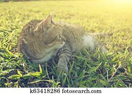 old cat sit old cat sit