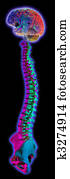 brain and spine on black brain and spine on black