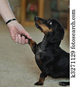 Miniature Dachshund Stock Images | Our Top 1000+ Miniature ...