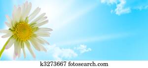 daisy flower, floral design spring season daisy flower, floral design spring season