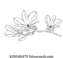 Magnolia Vectors | Our Top 1000+ Magnolia Clip Art | Fotosearch