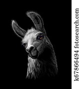 Portrait of a head of a llama on a black background Portrait of a head of a llama on a black background