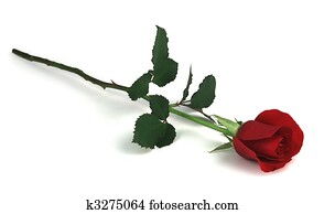 rose on white rose on white