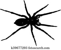 spider spider
