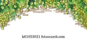 Watercolor bunches of white grapes hanging on the branch Watercolor bunches of white grapes hanging on the branch