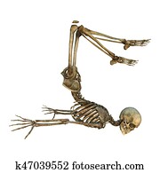 3D Rendering Human Skeleton on White 3D Rendering Human Skeleton on White