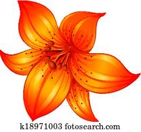 An orange lily flower An orange lily flower