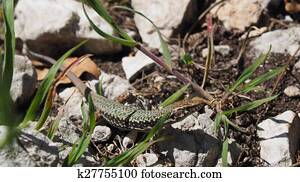 Crimean rock lizard